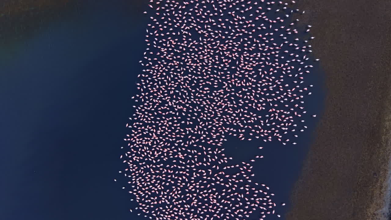 Vibrant flock of flamingos wading gracefully in serene blue waters at sunset, creating a stunning natural spectacle amidst the tranquil landscape