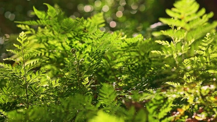 Magical and dreamy fern forest details and textures of lush green foliage in slow motion