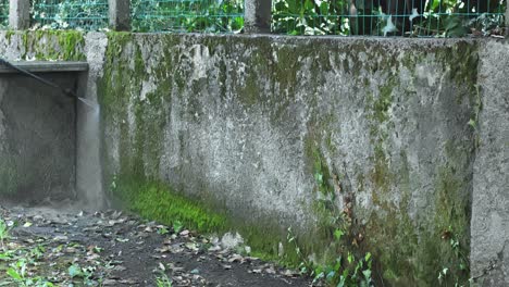 caucasian man uses pressure washer to clean moss off wall sped up shot