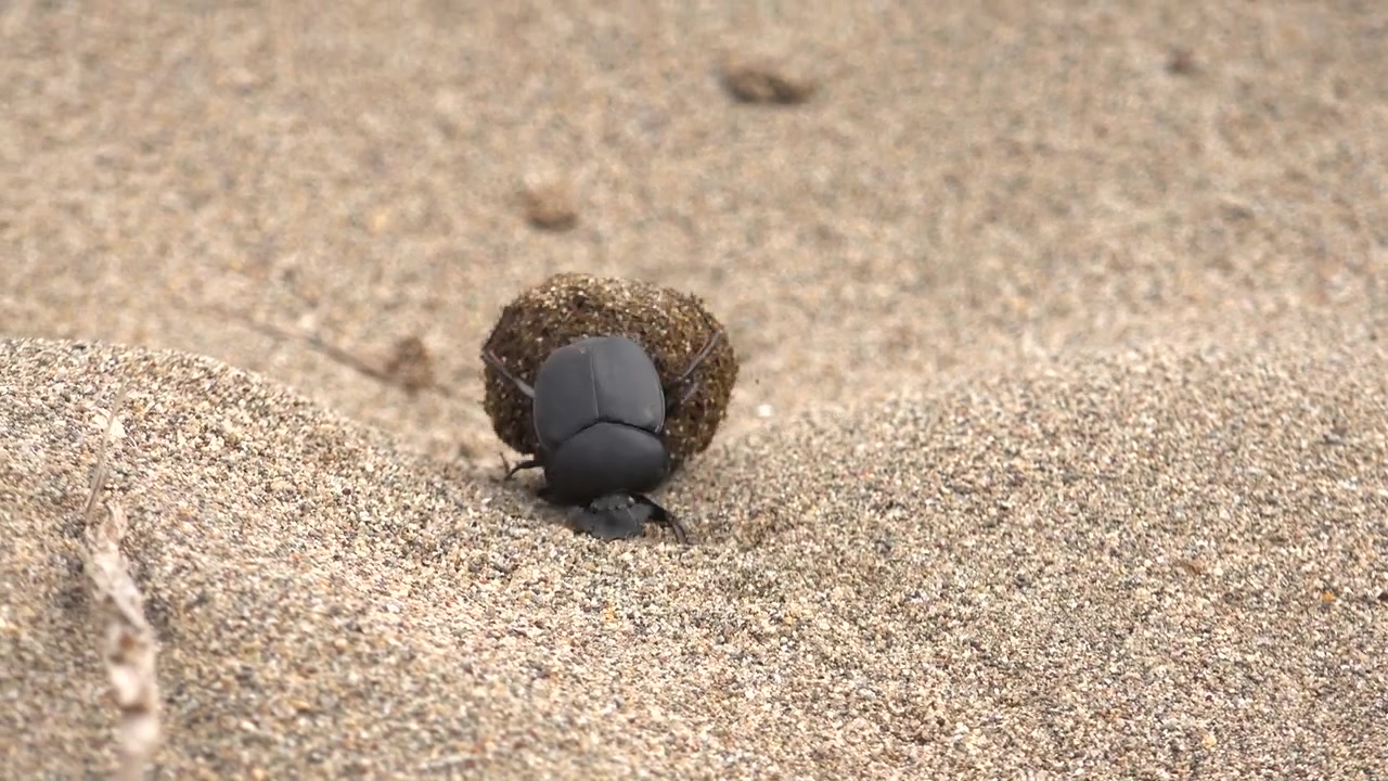 Dung Beetle Rolling a Ball of Dung Across Sandy Terrain