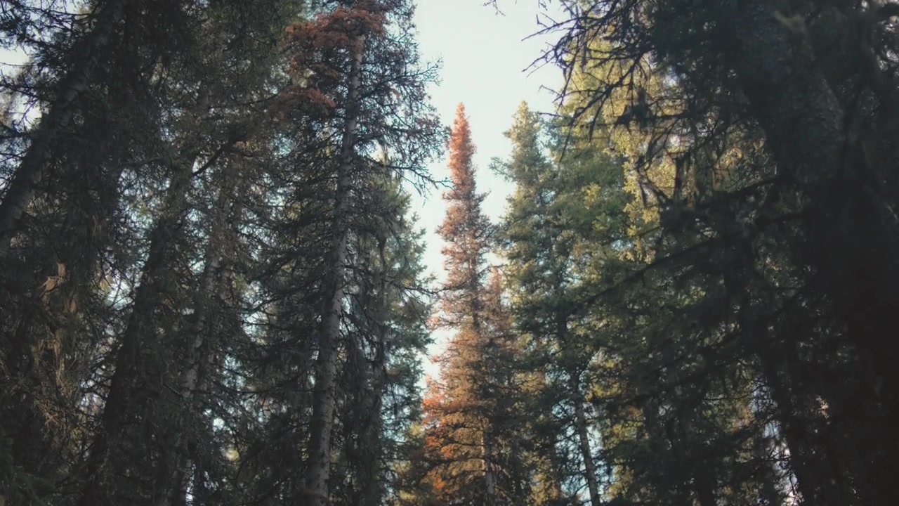 Pine trees growing in an old forest in autumn