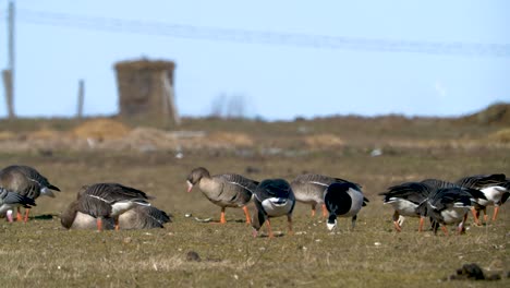 flock of been goose and white fronted goose eating grass on field