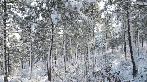 Schneefall-Wald