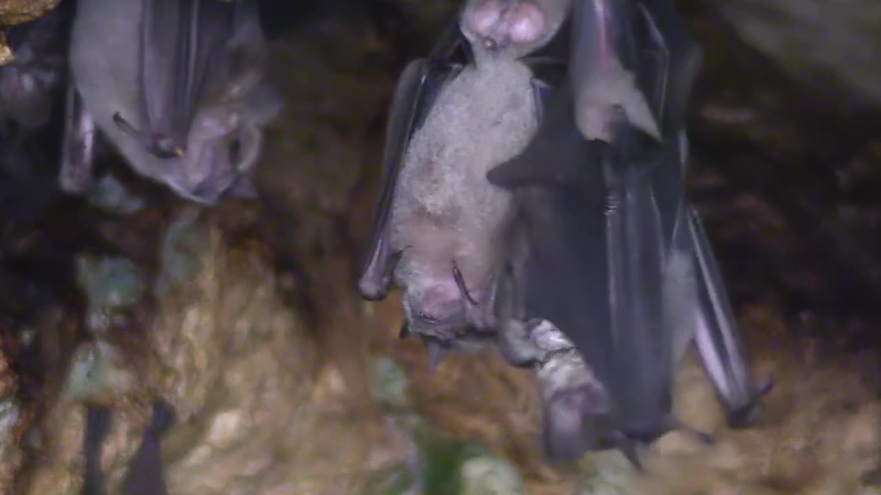 крупным планом фруктовые летучие мыши в пещере на кубе