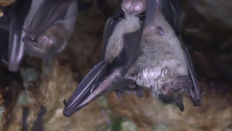 cerca de murciélagos frugívoros en una cueva en cuba