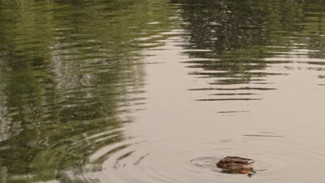 european mallard duck swimming in the city lake