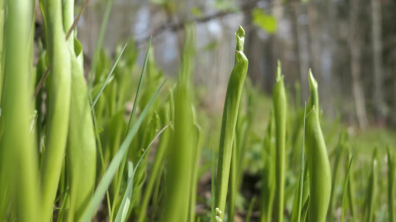Green sprouts growing in nature in spring, fresh greenery, plants growing close up