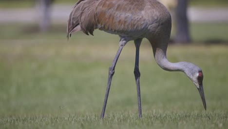 Full-body-medium-shot-of-Sandhill-Crane-foraging-for-food-in-grass-field