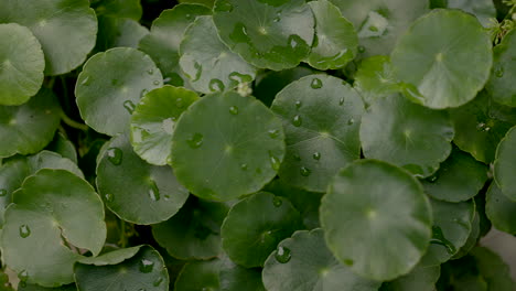 greenery-umbrella-shape-leaf-of-water-pennyworth-with-rain-drops