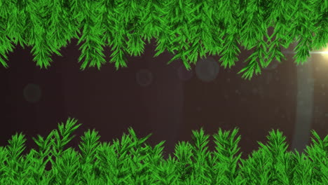framing dark background, green pine branches in holiday season animation