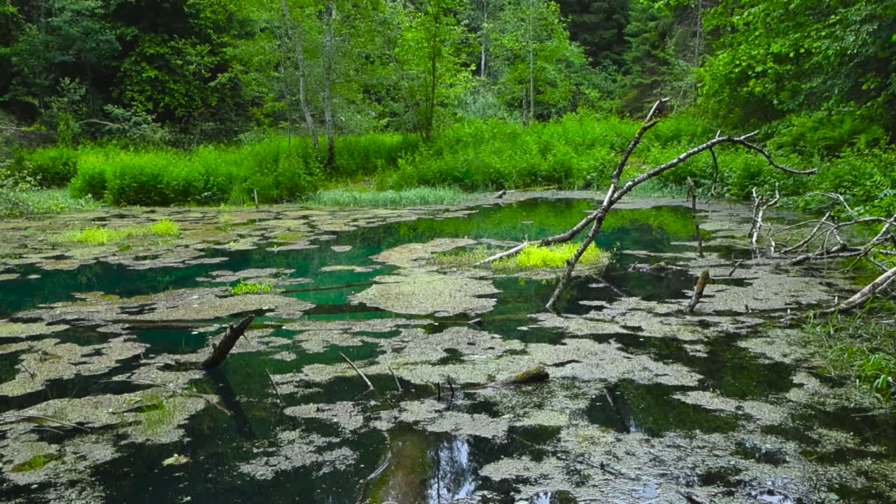 Gorgeous blue and green colored natural spring lake or water source in Saula forest Estonia during a cloudy summer day. Duckweed, water lilies and grassy green lush shoreline visible. Panning video