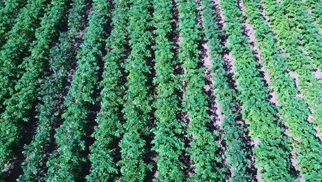 vista aérea del campo de patatas