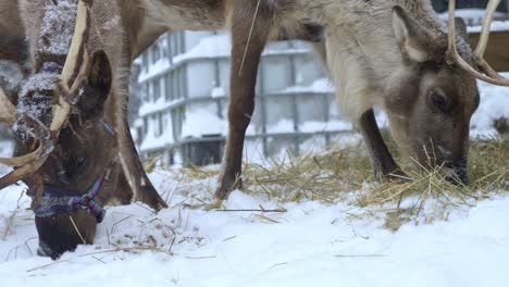 close view of two reindeers eating hay in a snowed farm in scandinavia