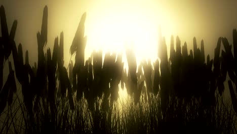 wheat field at dawn.