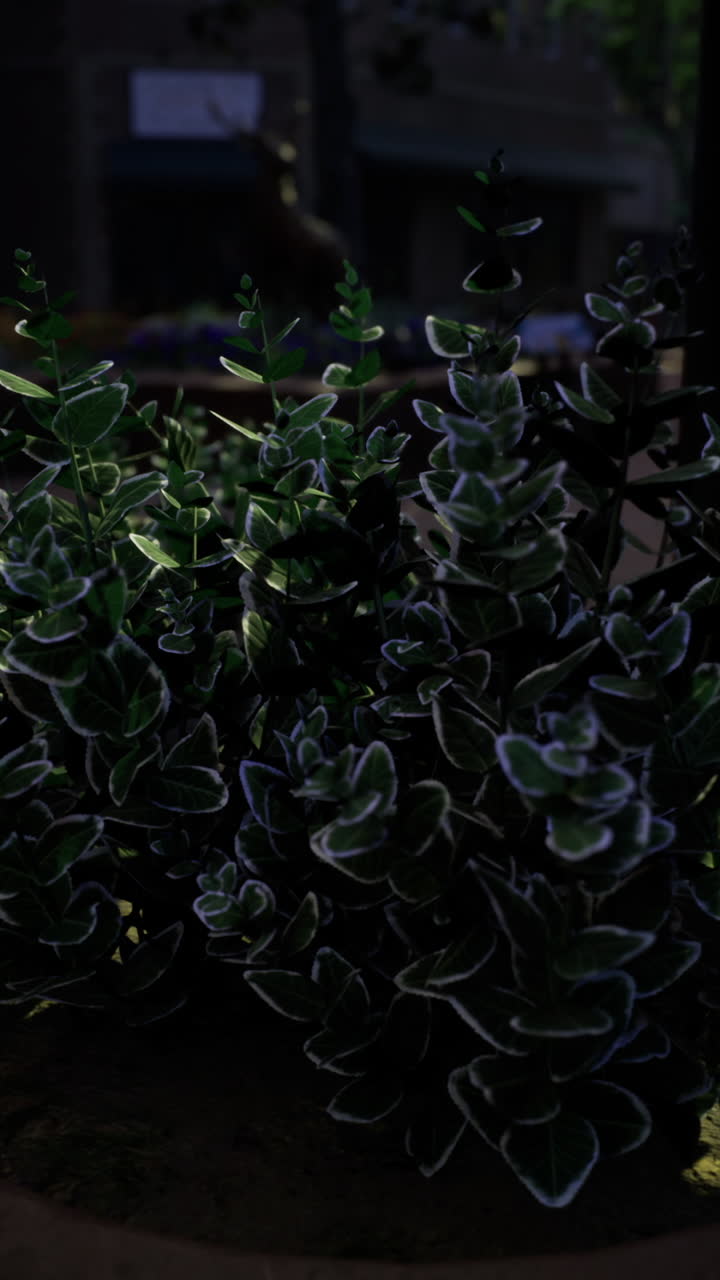 Peaceful botanical landscape featuring moist leaves and gentle shadows cast