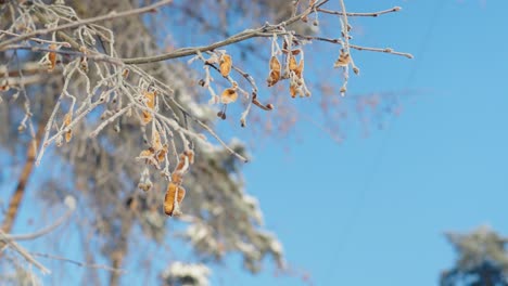 close up of frosted yellow birch tree leaves on a sunny winter day