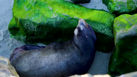 overhead view of seal on beach sleeping on rock with green moss