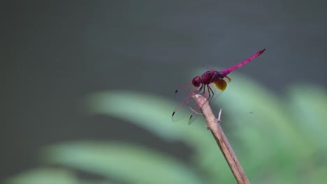 Perched-on-the-tip-of-a-twig-at-a-pond-while-it-tilts-its-head-to-move,-Crimson-Marsh-Glider-Trithemis-aurora,-Thailand