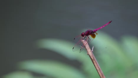 encaramado en la punta de una rama en un estanque mientras inclina la cabeza para moverse, el planeador de pantano carmesí trithemis aurora, tailandia