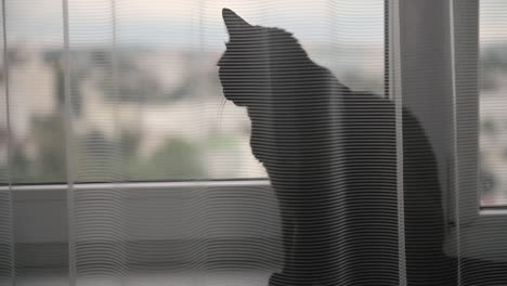 lindo gato negro sentado en un alféizar detrás de una cortina blanca y mirando algo