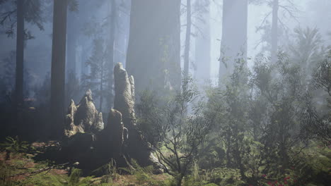 Riesenmammutbäume-Im-Sommer-Im-Sequoia-Nationalpark