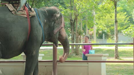 thai woman feeding a thai elephant at an enclosure in thailand