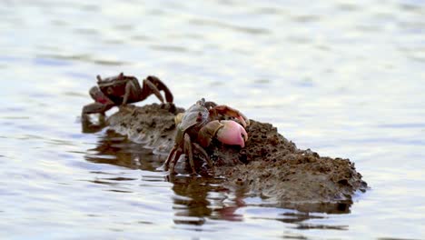 close view of neohelice granulata crabs moving on rock by wavy water