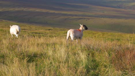 lambs standing and scratching its body on the green fields in the wicklow mountains in ireland