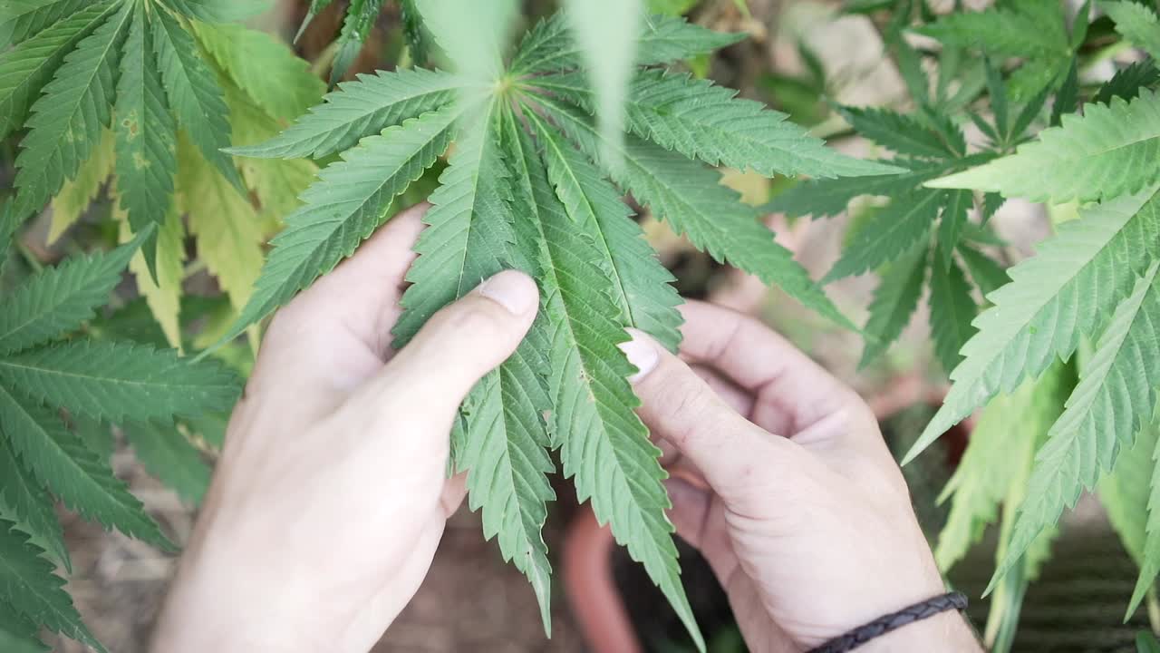 Hands inspecting cannabis plants