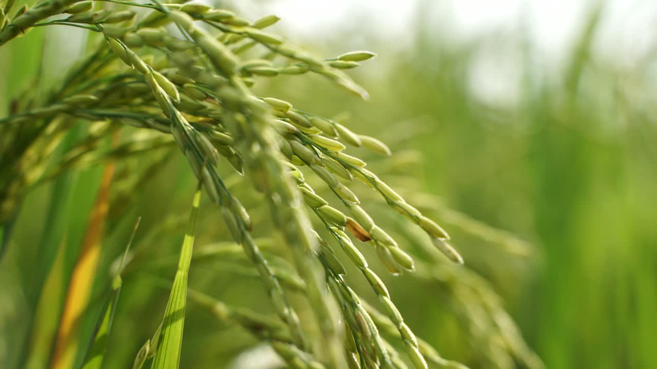 쌀은 많은 아시아 국가에서 주식입니다.