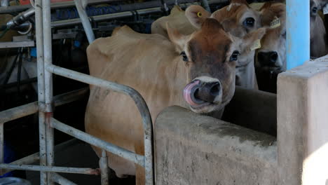 Vaca-Lechera-Siendo-Ordeñada-En-Una-Granja-De-Campo-Libre