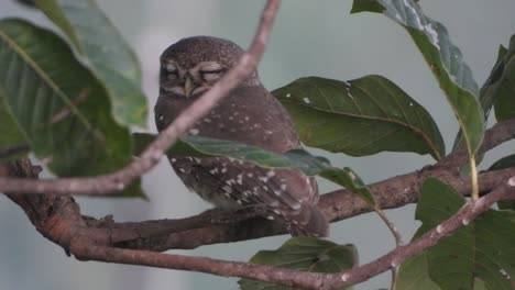 búho esperando rezar en el árbol.