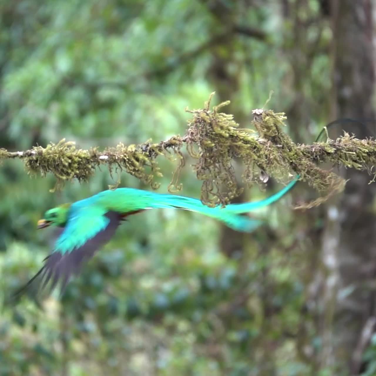 Ein männlicher Quetzal fliegt in Zeitlupe aus seinem Nest im Dschungel-Regenwald von Costa Rica 2