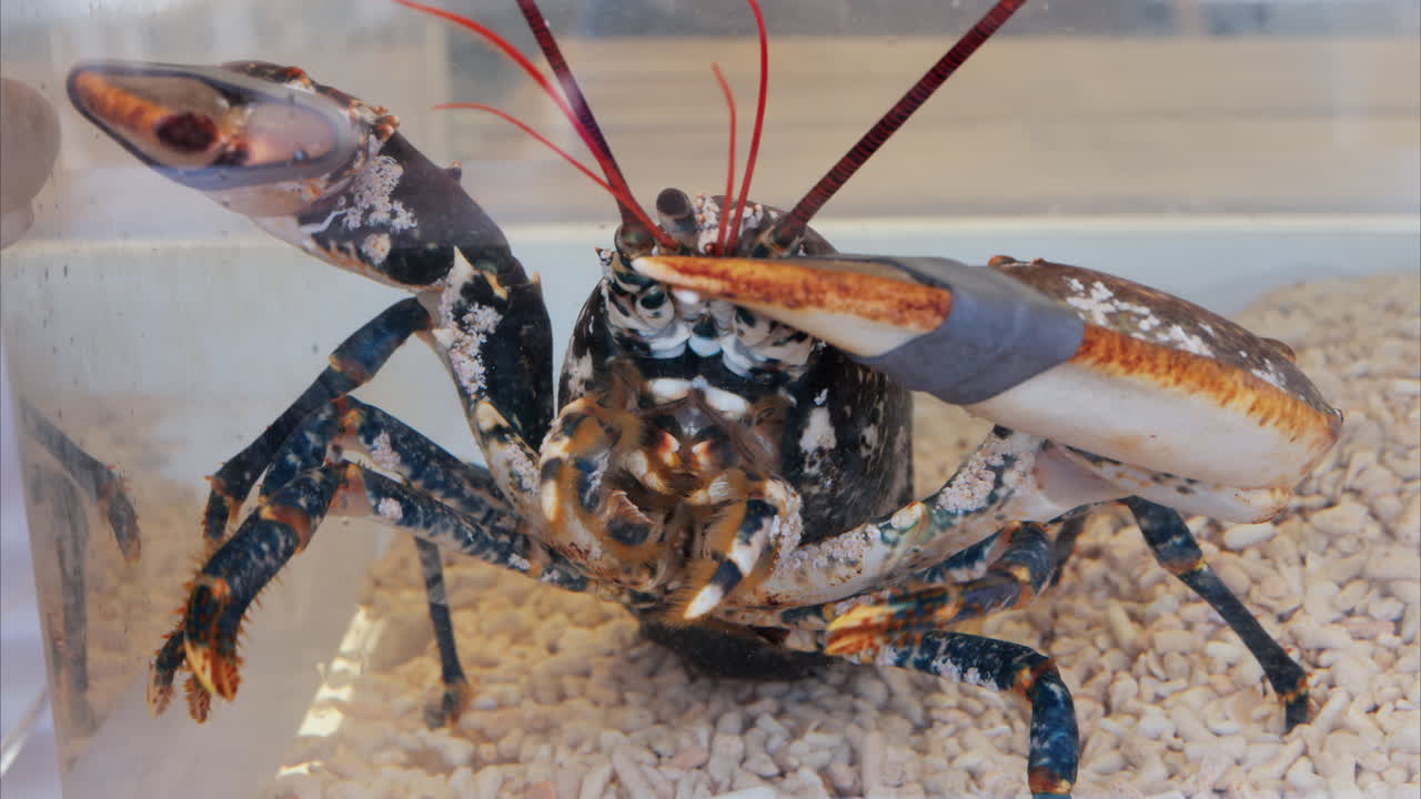 Close up of a lobster moving in an aquarium