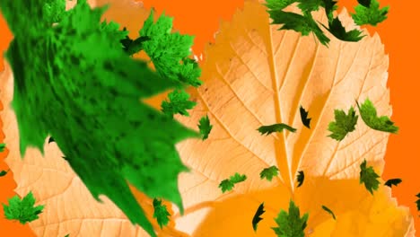 Multiple-autumn-maple-leaves-falling-over-leaves-and-copy-space-against-orange-background