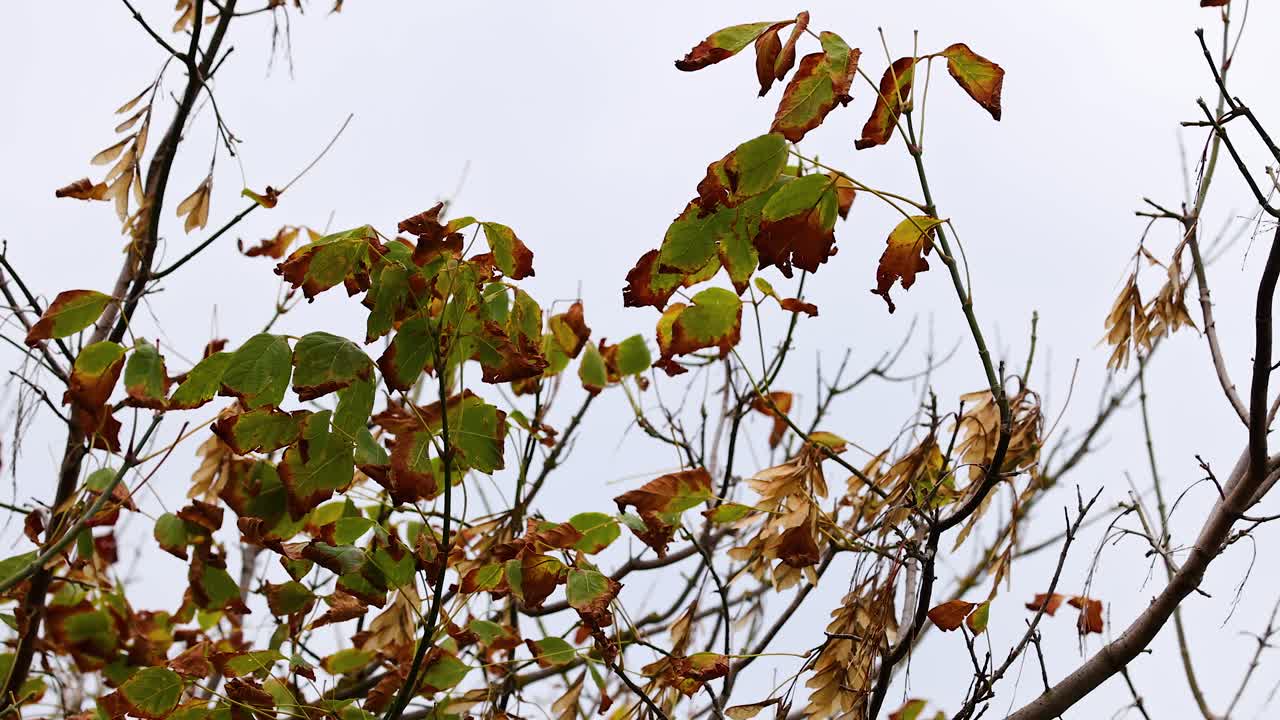 Leaves gently sway on branches against a cloudy sky, capturing the essence of autumn in Point Lonsdale, Australia
