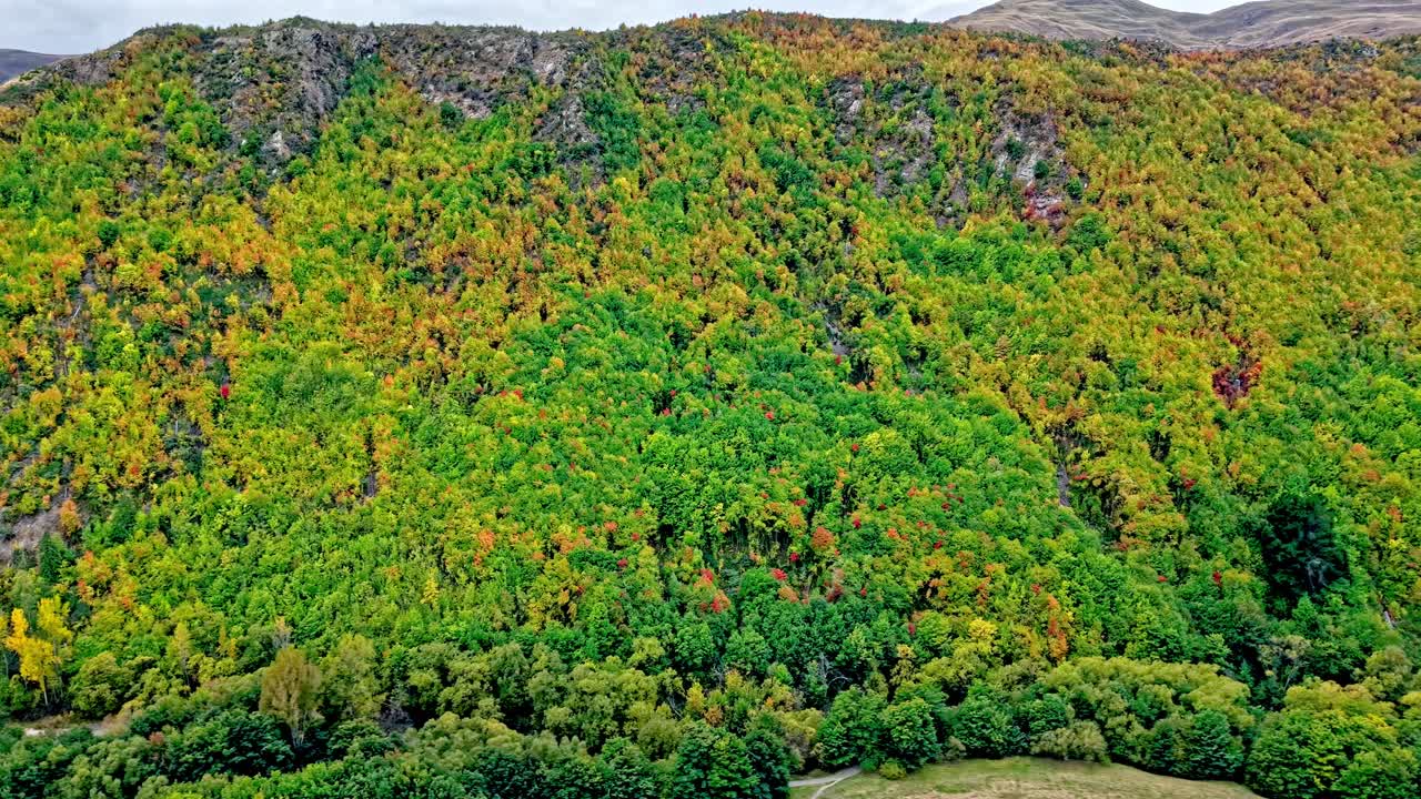 Left-to-right drone flight captures a vibrant hillside by Arrowtown, filled with autumn colors—deep greens, bright yellows, fiery reds, and oranges—without showing the sky