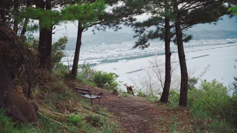 una vista serena de saikazaki, japón a través de los árboles con un banco con vistas al paisaje