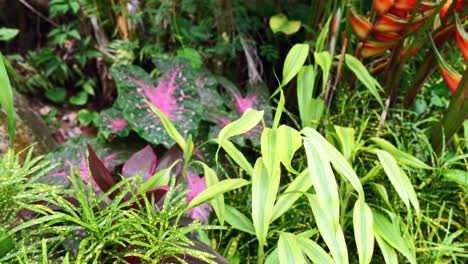 マヘ セイシェルのエキゾチックな花園でさまざまな花を選ぶ