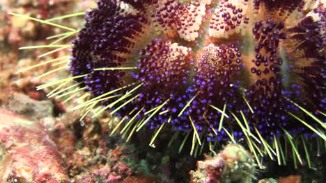 underwater shot of magnificent fire urchin slowly moving sidewards on sandy bottom with pebbles, detail showing spines and clusters