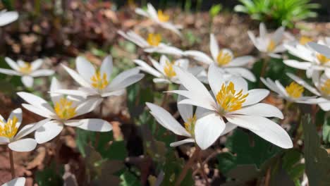 Flor-Silvestre-De-Sanguinaria-En-Las-Montañas-Apalaches