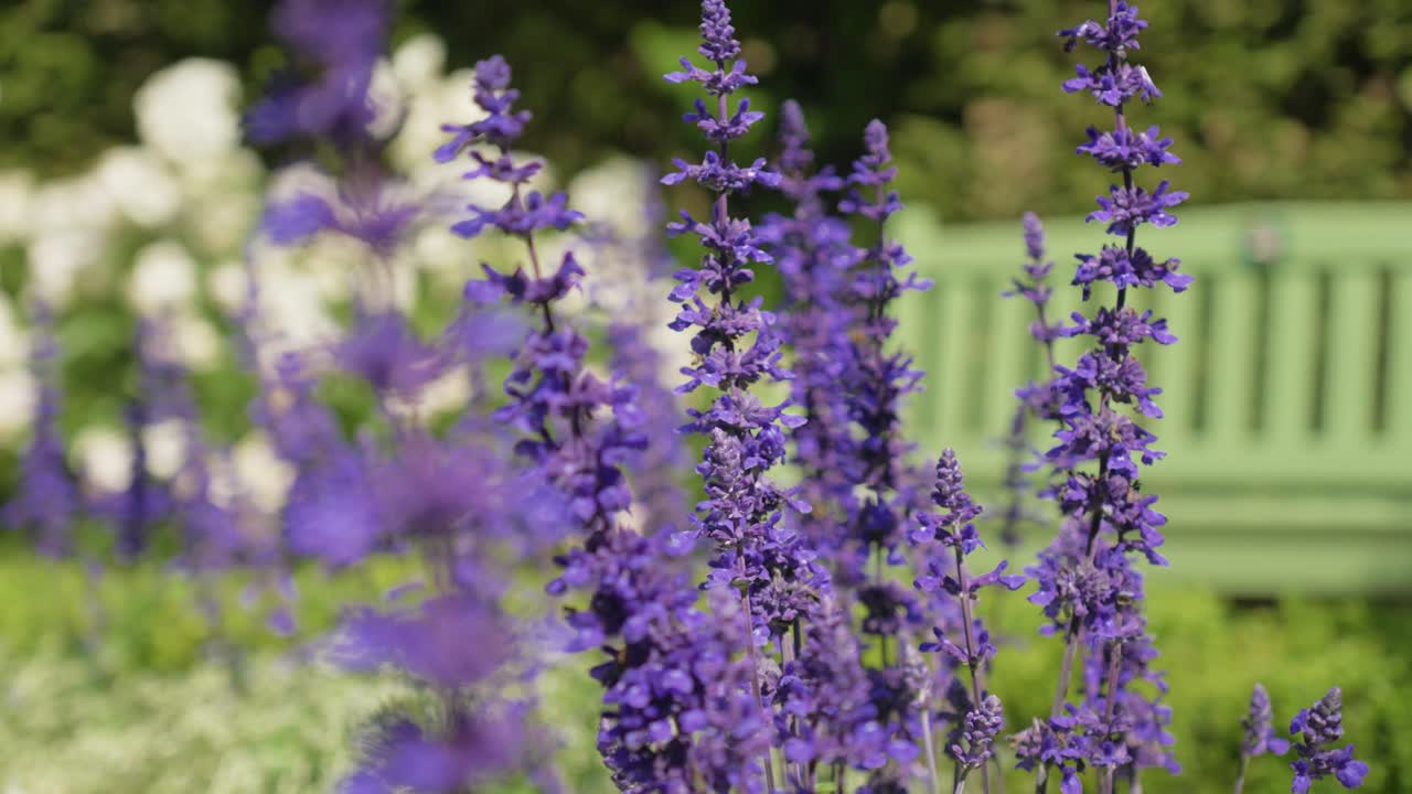 slow establishing shot of beautiful lavender plants growing in the garden