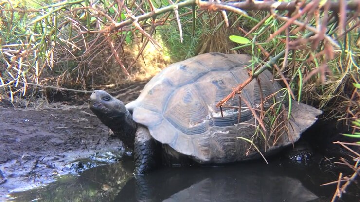 Galapagos tortoise sitting in mud puddle