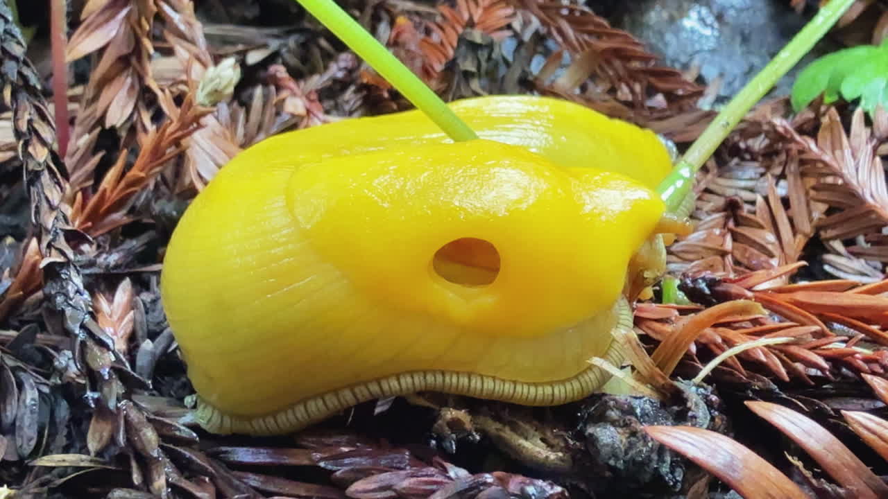 Unique Mollusk: A Yellow Banana Slug Moving Through Forest Floor
