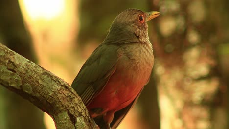 Imágenes-Cinematográficas-De-Un-Pequeño-Pájaro-Gris-Y-Naranja-Sentado-En-La-Rama-De-Un-árbol-Haciendo-Sonidos-Y-Mirando-A-Su-Alrededor