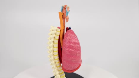 rotating anatomical model of heart and lungs