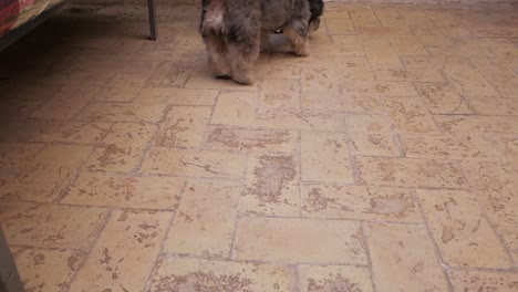 pet red ball in tiled courtyard picked by small funny dog