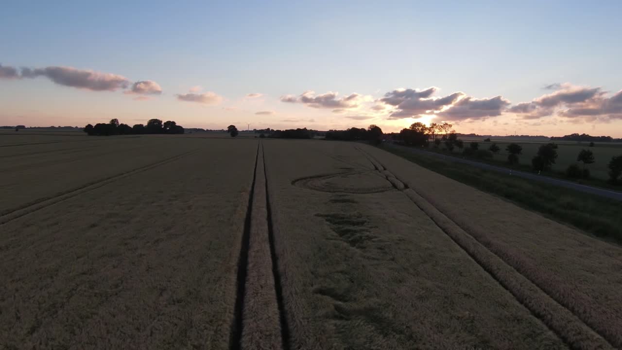 game damage in a wheat field at sunset