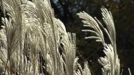 close-up of elephant grass plumes blowing in the wind as they catch the sunlight