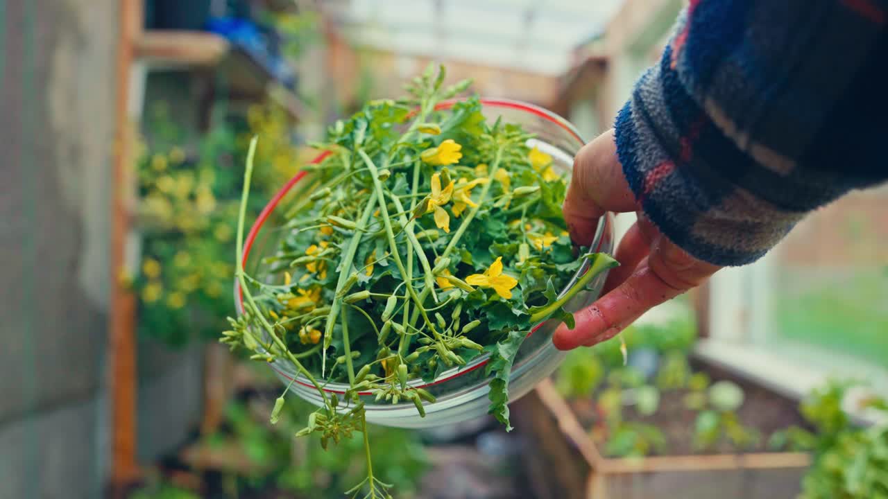 A Person Is Holding A Glass Bowl With Green Leafy Vegetables And Small Yellow Flowers. Close-up Shot